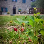 Casa Al Taverni Bed & Breakfast Falciano